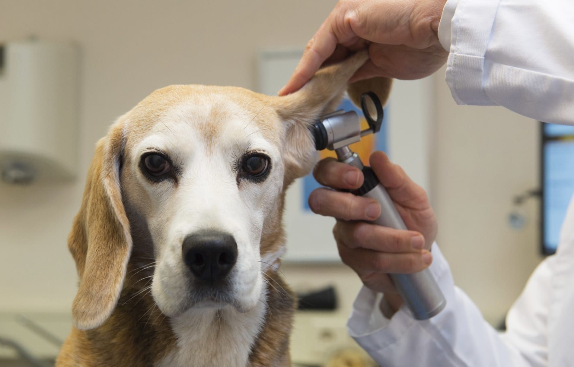 O que fazer quando o cachorro está com dor de ouvido?